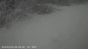 видео с фотоловушки