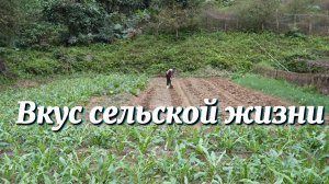 Вкус сельской жизни : Хрустящие жареные рисовые лепёшки. Работы в огороде .