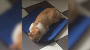 Отзыв. Кузя выздоровел. Помогли микросферы.