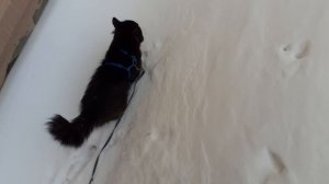 Пошли по сугробам.