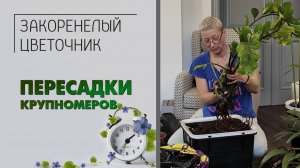 ПЕРЕСАДКИ: озеленение квартиры в Москве. Пересаживаем пальмы и приводим в чувство замиокулькас.