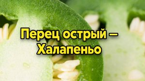 Перец Халапеньо: как вырастить острый перец в саду