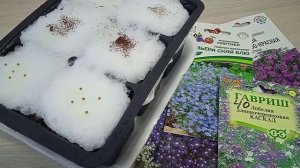 Как сеять семена Лобелии на рассаду чтобы удобно было пикировать