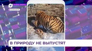 В Чугуевском районе отловили тигра, убившего человека