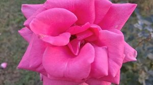 Три Новых Шикарных Красивых трека! Музыка для души*РОЗА ЛЮБВИ 2026