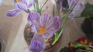 СП Добиваю недовязы 5/2026 Отчёт 11 с Мариной Стоговой