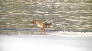 КОВАРНАЯ ВОДА