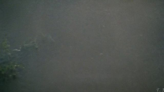 Антонио Вивальди Весна (Снегурочка 1968 отрывок)