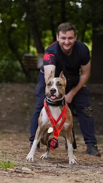 Медали для собак