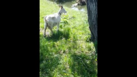 Река, Егоза и сурки