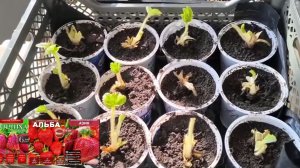 Клубника, сажаем в марте месяце. Сажаем клубнику в горшки. Посадка саженцев клубники на подоконнике.