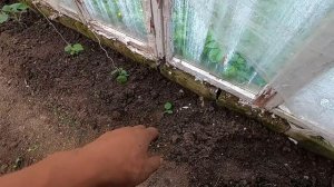 КО МНЕ ПРИШЕЛ ДОБРЫЙ КОТ