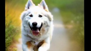 Кошки и Собаки: Почему пушистые убегают и что они боятся на самом деле