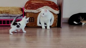 Мама-кошка разговаривает со своими очаровательными котятами. Коллекция. Котята весело играют.