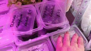 Урррааа,пятница,готовлю ужин, моя рассада растёт