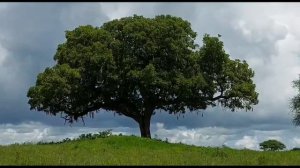 Группа Клуба 7 Вершин Pole-Pole Champions посетила национальный парк Тарангире