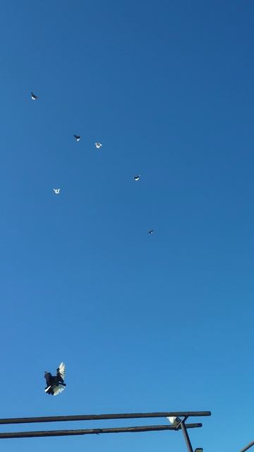 VID_20260313_115639.mp4