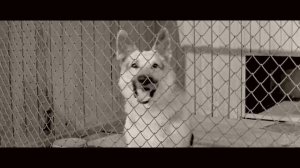 Юрий Никулин и Алла Ларионова в фильме "Ко мне, Мухтар!"