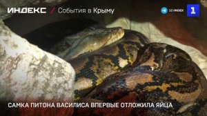 Самка питона Василиса впервые отложила яйца