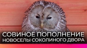 Волонтеры Соколиного двора выхаживают раненых серых неясытей