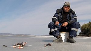 Ловлю окуня