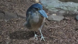 Челноклюв. Птица с клювом-лодкой. Московский зоопарк