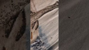 Роблокс 
 1 стрим