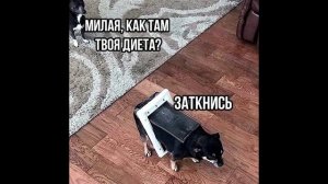 Разговоры с коллекторами 113