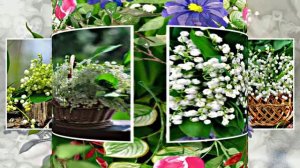 С Днём Рождения 3! Ландышевая Сказка от Киностудии Мудрого Кота Тимофея!!!