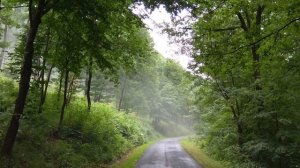 Релакс| Природа| Пение птиц