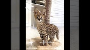 |   .    !    #_-- ☆𝐂𝐚𝐓☆--_#  .   !   /  #  !  +)