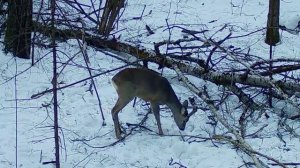 самец косули кормится зимой
