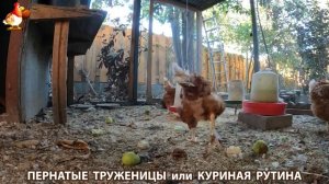 Куриная рутина – что делают куры на выгуле 😂 эпизод (144)