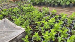 ХЛОРОЗ на петунии - быстрое решение проблемы!!!