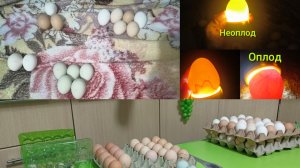 Сбор яйца на инкубацию. Овоскопирование. Продала перепелов