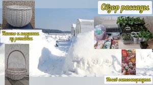 Посеяла остеоспермум, петунию и перец. Съездили на дачу. Рассада и новые кашпо.