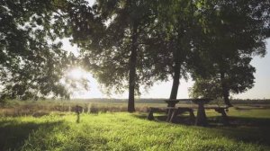 Звук ветра для сна. Мягкие звуки природы: шум и шелест листвы | FV Atmos