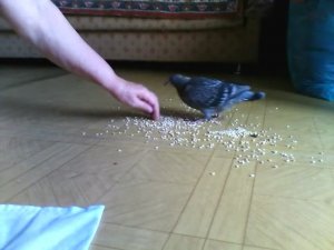 Голуби мира.Птенцу 24 дня на голос ястреба - прячется!