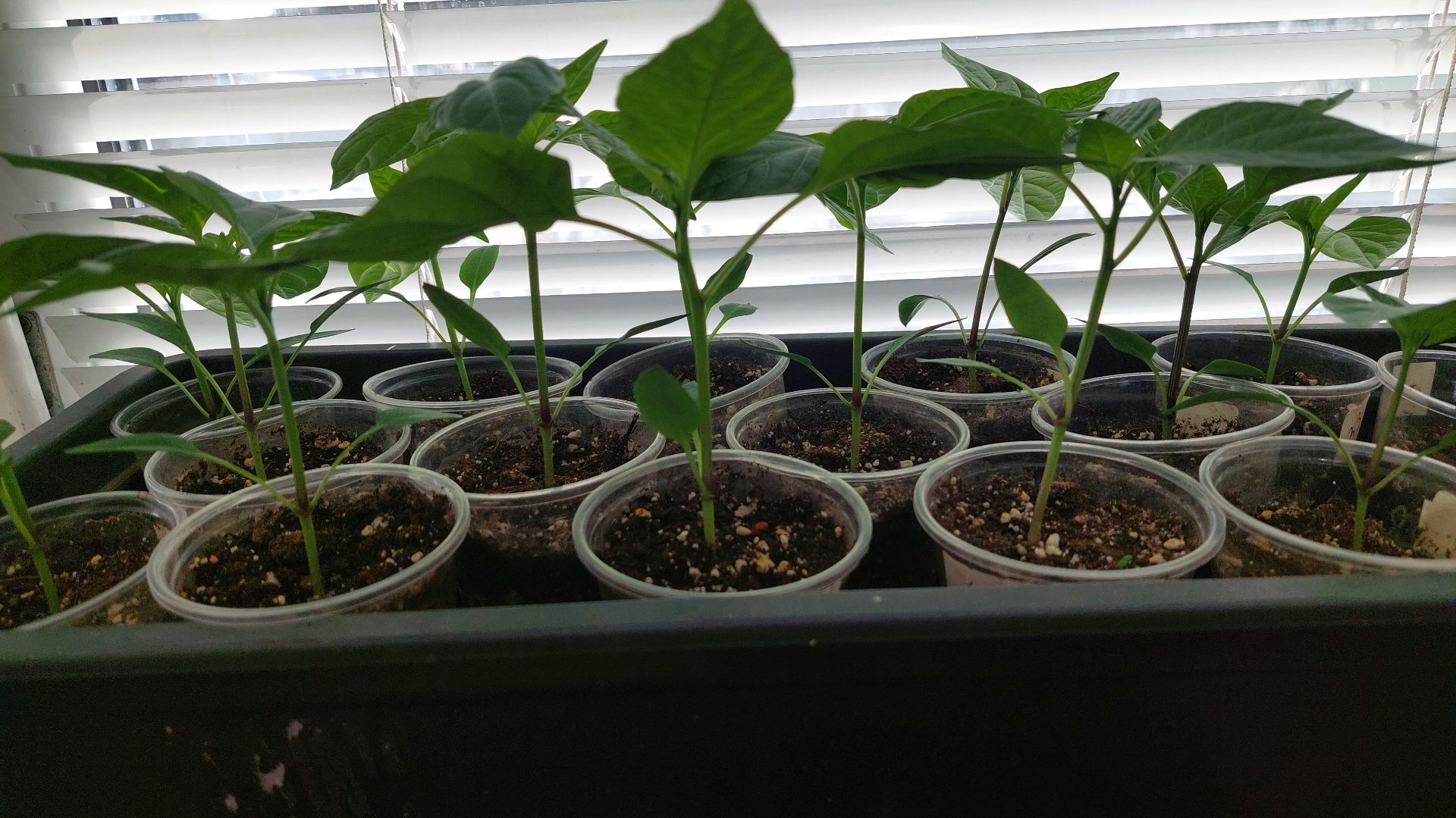 МОЯ РАССАДА