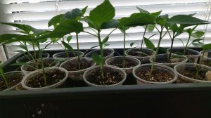 МОЯ РАССАДА