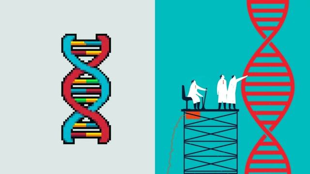 Гены человека. Как они работают?
