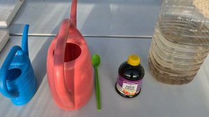 Первая подкормка рассады томатов