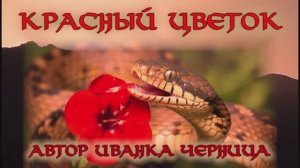 КРАСНЫЙ ЦВЕТОК