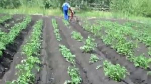 Окучивание на жигулёвских колесах, дисковым окучником