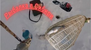 Рыбалка в Сибири. Ловим живца в мордушку.