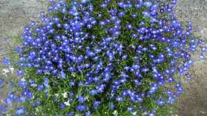 Лобелия очень красивый цветок!