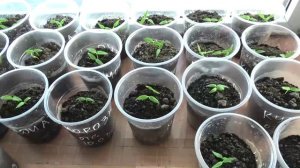 ЧЕРНАЯ НОЖКА, что делать?