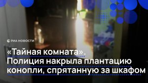 Полиция накрыла плантацию конопли, спрятанную за шкафом
