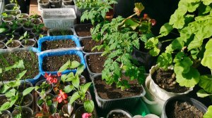 Обзор всей рассады для огорода на 12 марта все растет отлично! Жизнь в селе.