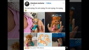 Лунный кот (котенок Наггетс) 
Я ПЛАЧУ 😭😭😭😭😭😭